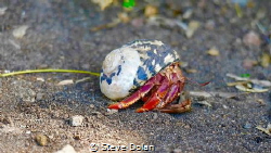Hermit Crab making his way down a black sand beach in St.... by Steve Dolan 